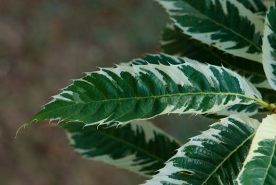 Castanea sativa 'Luteo Variegata' - kaštanovník jedlý - list
